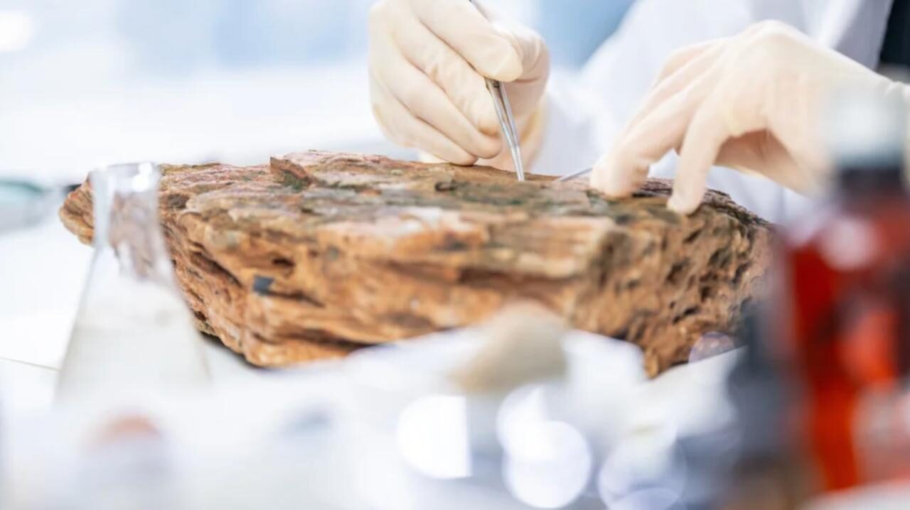 ИИ помогает заглянуть в глубь истории жизни на Земле Международная... 3 Палеонтолог изучает фоссилию в лаборатории, используя инструменты и перчатки.