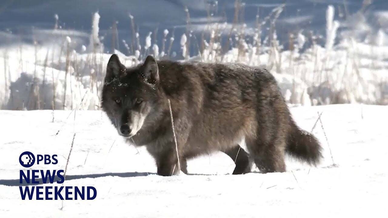 Волк на снегу зимой, логотип PBS News Weekend слева.