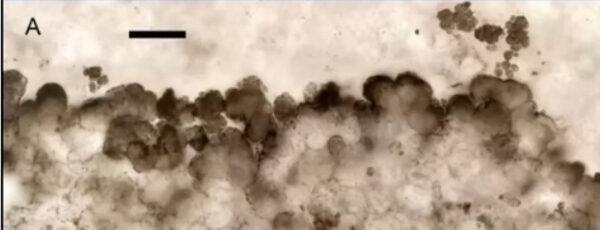 Наше будущее – новый суперматерик: обнаружены признаки сближения земных плит 6 Наше будущее – новый суперматерик: обнаружены признаки сближения земных плит