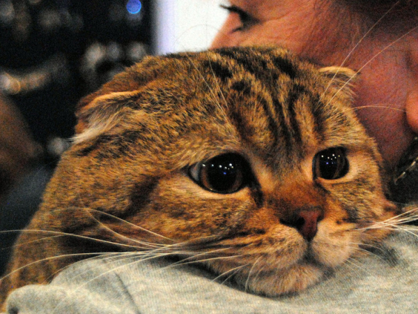 novye geneticheskie dannye izmenili istoriju odomashnivanija koshek pribyli vo vremena rimskoj imperii 1067261.jpg