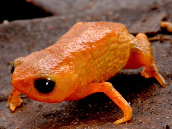 Оранжевая лягушка на фоне коричневой земли, макросъемка.