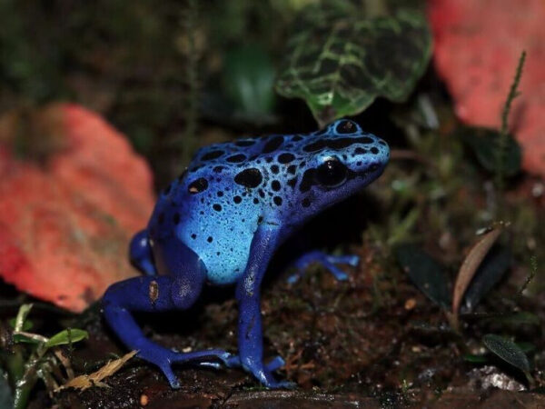 Яркая синяя ядовитая лягушка с черными пятнами на фоне зеленых и красных листьев.