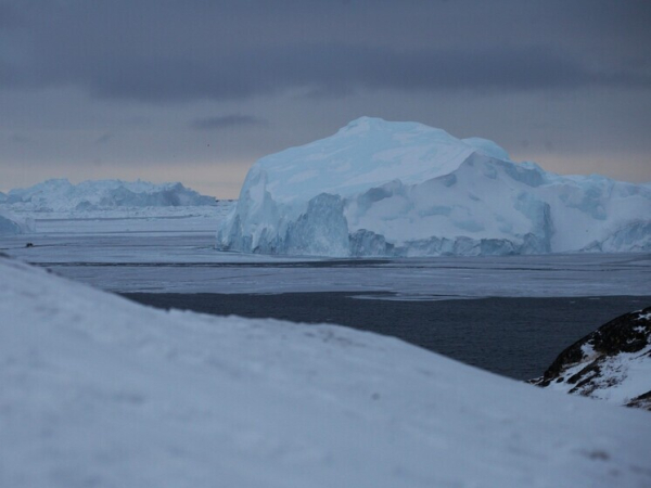 populjacija krasnoknizhnogo zhivotnogo sokratilas v 20 raz iz za deficita sardin f1991f2.jpg