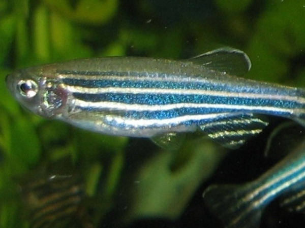 Склонность людей к стрессу помогут&hellip;