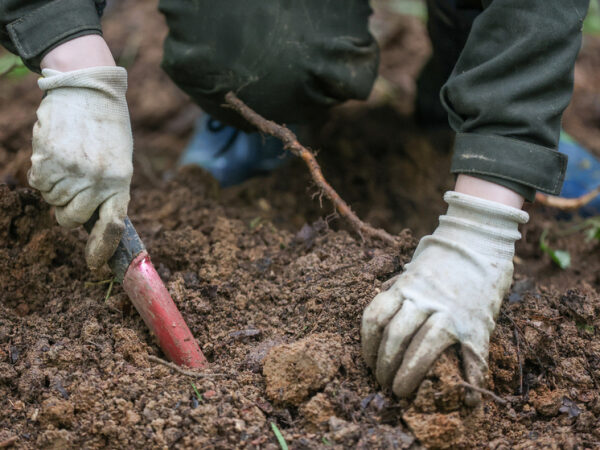 Человек копает землю в саду с помощью маленькой лопаты, надеты защитные перчатки.