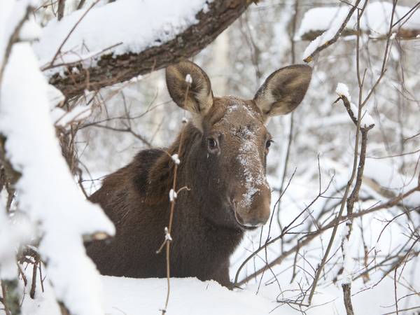 Ученые установили: химический состав организмов&hellip;