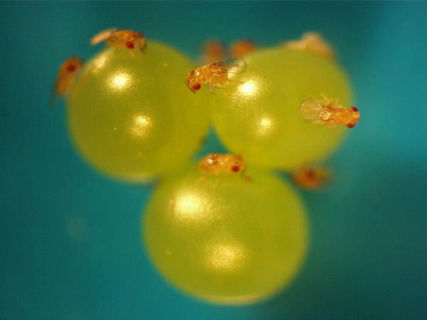 uchenye ustanovili potencial nasekomyh parazitov namnogo shire chem schitalos ranee 9e5c110.jpg