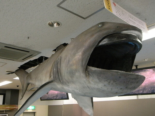 Модель акулы в музее, крупный план открытой пасти.