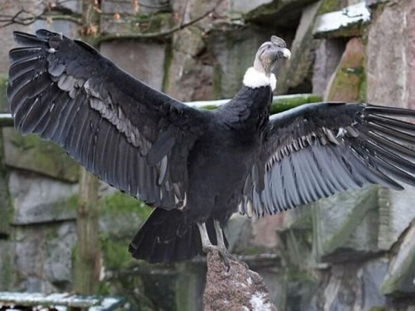 Андский кондор расправил крылья на фоне скал.