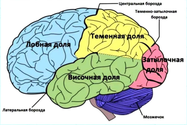 Схема мозга человека: лобная, теменная, височная, затылочная доли, борозды и мозжечок.