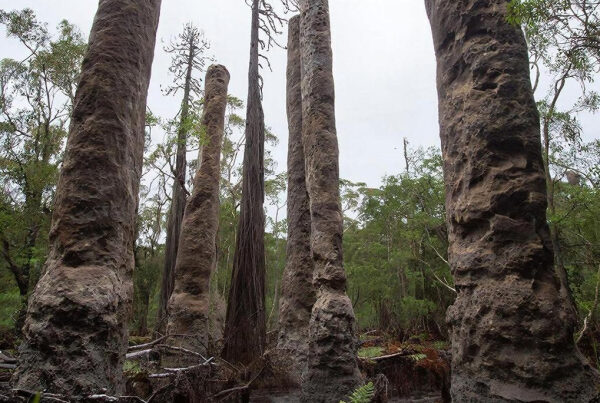 Высокие термитники на фоне леса в Австралии.