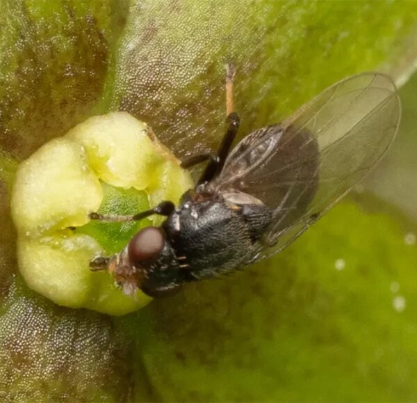Муха на зеленом цветке крупным планом, макрофотография природы.