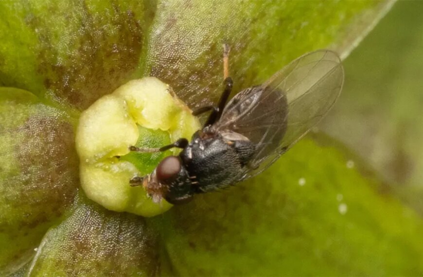 Муха на зеленом цветке крупным планом, макрофотография природы.
