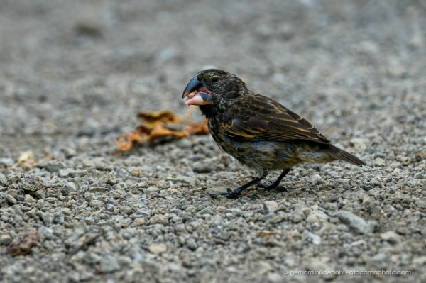 Галапагосские вьюрки: 18 видов, которые&hellip;
