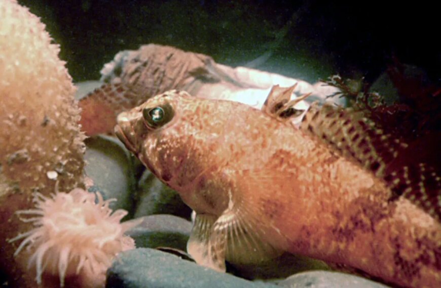 Морская рыба у кораллов и актинией под водой, крупный план.