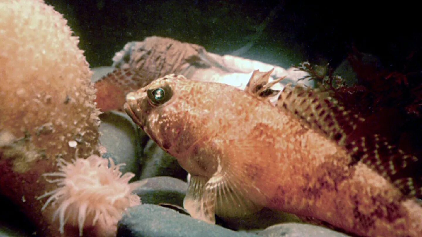 Морская рыба у кораллов и актинией под водой, крупный план.