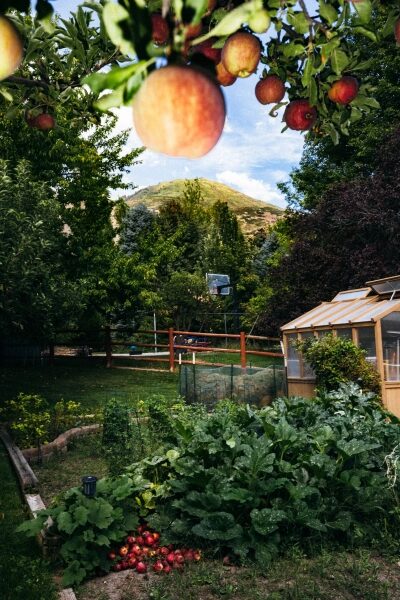 Изображение может содержать: Природу, задний двор, открытый воздух, растения, растительность, сад, трава, деревья, продукты питания, фрукты, овощи и яблоки.