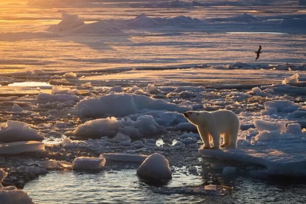 Белые медведи толстеют в самом быстро нагревающемся регионе на Земле. 3 13eadf3d8f8e4c4daa8149223f637d34