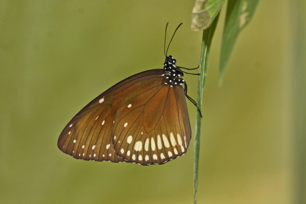 Фотосессия, на которой крупным планом пронзает тело крокодила, победила в экологическом фотоконкурсе. 8 New Scientist. Научные новости и аналитические статьи от экспертов-журналистов, освещающие достижения в науке, технологиях, здравоохранении и охране окружающей среды, на сайте и в журнале.