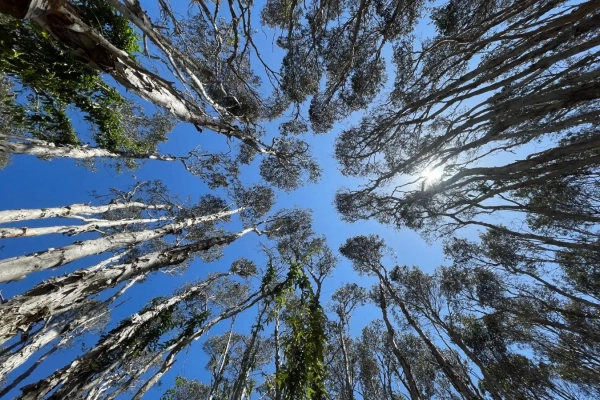 Микробиом коры деревьев играет важную, но часто недооцениваемую роль в изменении климата. 3 1a895378e29a28eb7d0e33b68399b4c3