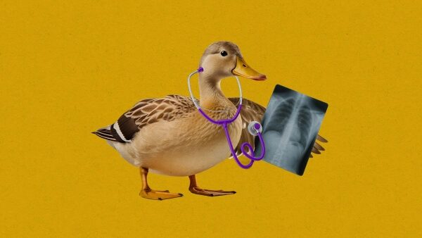 Утка с рентгеном и стетоскопом на жёлтом фоне, креативное изображение врача-утки.