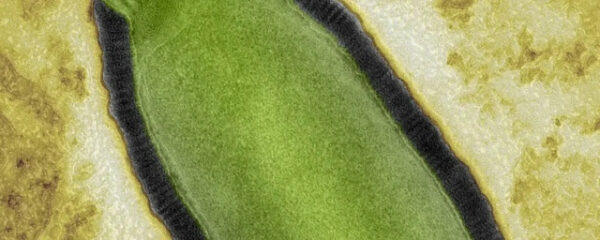 Под микроскопом: крупный план зелёного листа с текстурой.