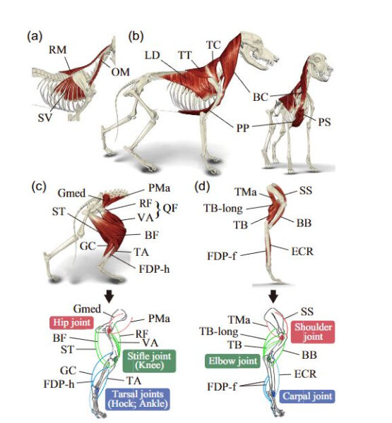 В Японии представили робопса с пневматическими мышцами 2 31bc18a615162141a47c3286d32c5df8