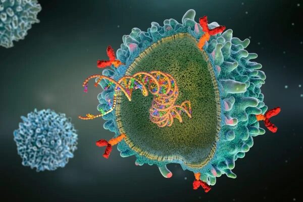 CAR T-клеточная терапия способствует самовосстановлению стареющего кишечника. 3 Иллюстрация CAR-T-клетки