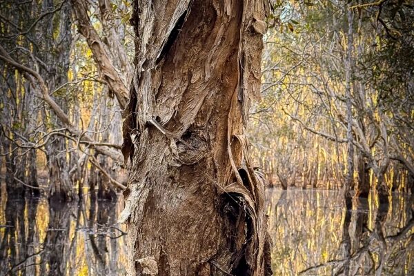 Дерево в лесу с отражением в воде при закате.