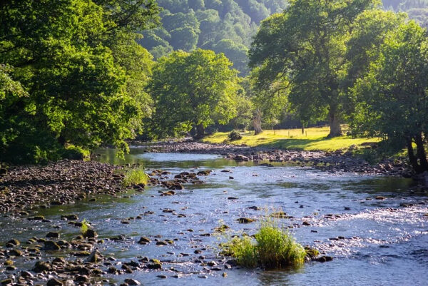 Река в лесу, окружённая зелёными деревьями и каменистыми берегами, на фоне солнечного дня.
