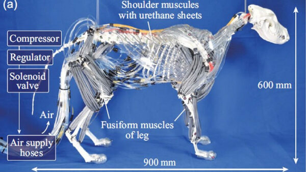 Роботизированная система в виде животного с пневматическими компонентами и измерениями.