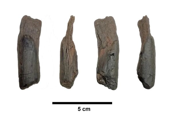 Палка, изготовленная древними людьми, является самым древним из известных деревянных инструментов. 3 479a11b33e86e49b53cc3142c08d4386