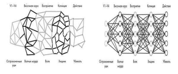 Сравнение нейронной сети и биологической модели восприятия и действия мозга.
