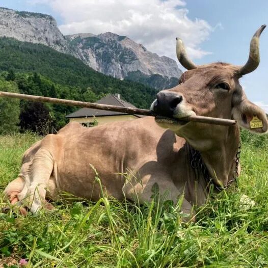 Корова на лугу с палкой в пасти, горный пейзаж на фоне, солнечный день.