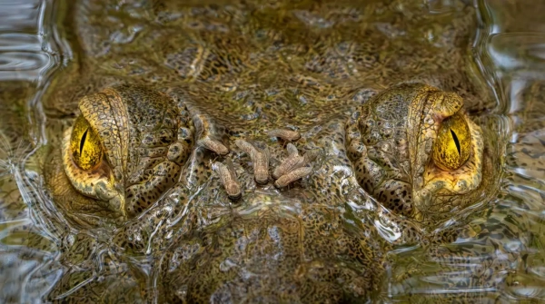 Фотосессия, на которой крупным планом пронзает тело крокодила, победила в экологическом фотоконкурсе. 27 538abe00693792f3ec80ce2f161e5d74.jpg