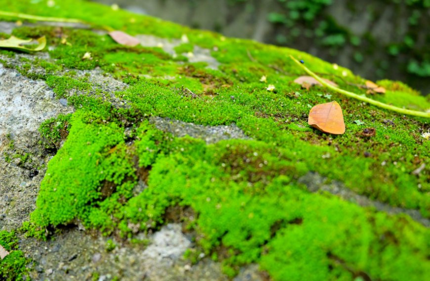 Зеленый мох на камне с осенними листьями.