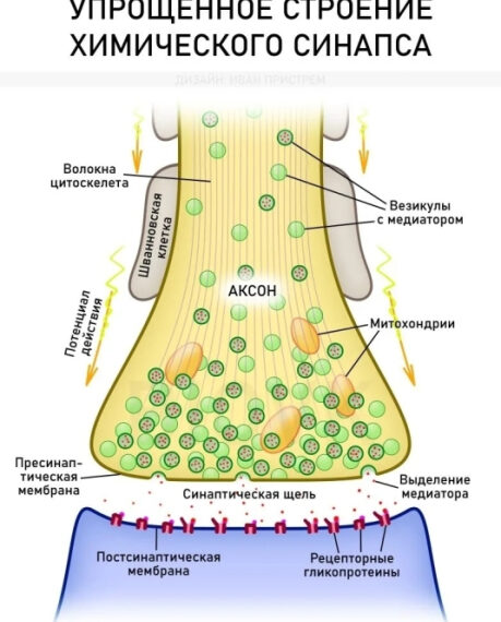 Схема строения химического синапса: аксоны, мембраны, везикулы, митохондрии.