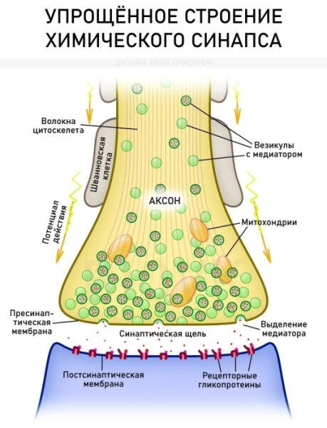 Схема строения химического синапса: аксоны, мембраны, везикулы, митохондрии.
