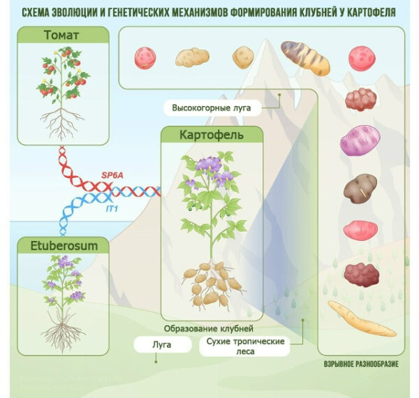 Эволюция и генетика формирования клубней картофеля; томат и картофель, генетические механизмы.