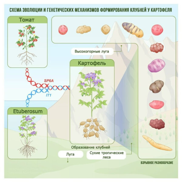 Эволюция и генетика формирования клубней картофеля; томат и картофель, генетические механизмы.
