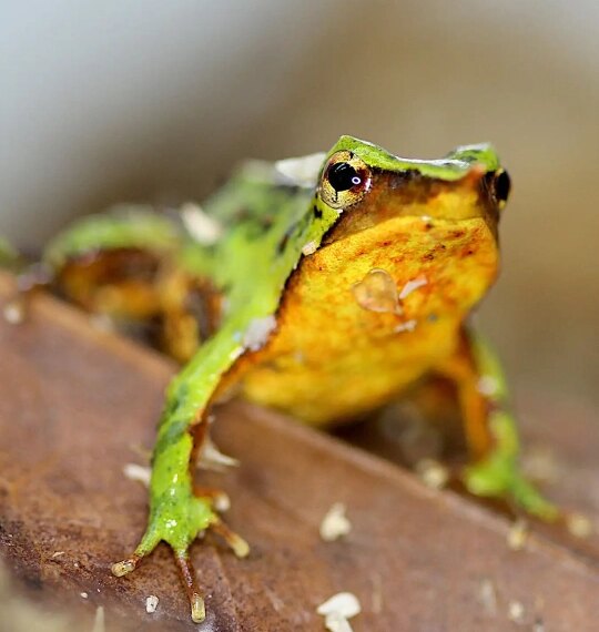 Зелёная лягушка на коричневом фоне, крупным планом, смотрит в камеру.