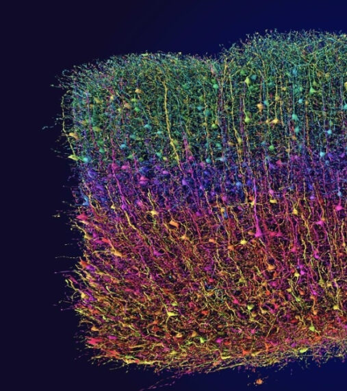Разноцветные нейроны мозга, изображение нейросети под микроскопом.