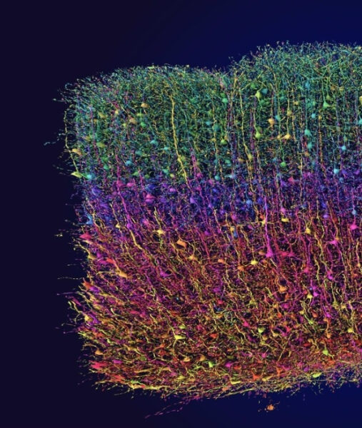 Этот кусочек мозговой ткани размером с маковое зернышко стал нашей самой большой историей года 3 Разноцветные нейроны мозга, изображение нейросети под микроскопом.