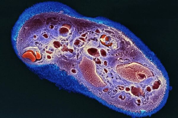Микроскопическая структура клетки в ярких цветах, изображение микроорганизма.