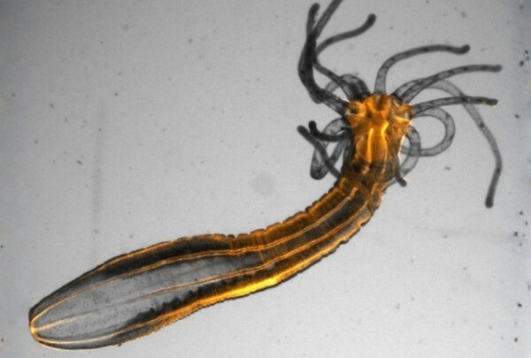 Микроскопическое изображение личинки насекомого с щупальцами на светлом фоне.