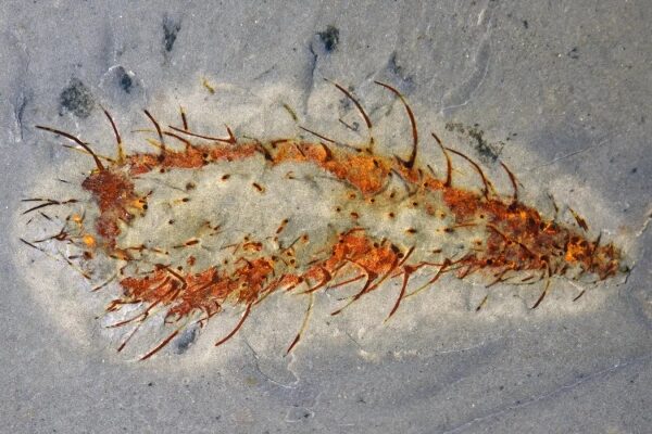 Огромное количество ископаемых сохранило экосистему возрастом 512 миллионов лет. 4 Фотография из пресс-релиза: На этой неделе в журнале Nature описана разнообразная коллекция окаменелостей мягкотелых животных, обнаруженная в карьере на юге Китая, возраст которых составляет около 512 миллионов лет. Так называемая биота Хуаюань включает 153 вида животных из 16 основных групп, 59% из которых являются ранее неизвестными видами. Эти хорошо сохранившиеся окаменелости дают наиболее полное представление о морских экосистемах после Синского события раннего кембрия — массового вымирания, положившего конец кембрийскому взрыву. На фотографии изображена: Аллонния. Животное, похожее на кактус, с иглами.