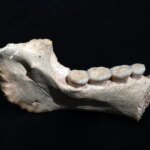 Окаменелая челюсть вымершего млекопитающего с зубами, изолированная на черном фоне.