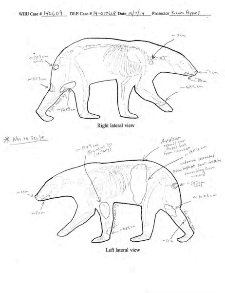 Изображение может содержать изображения животных: слона, млекопитающего, дикой природы, медведя, рисунок, схему и график.