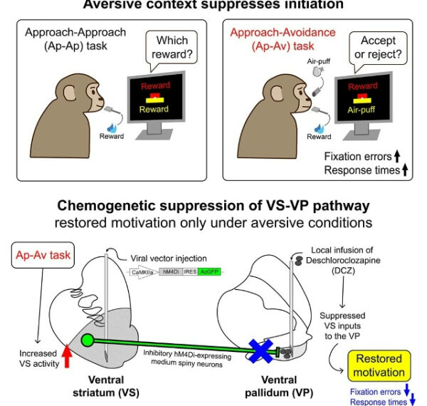 Изучение влияния контекста на мотивацию и поведенческие реакции у обезьян.