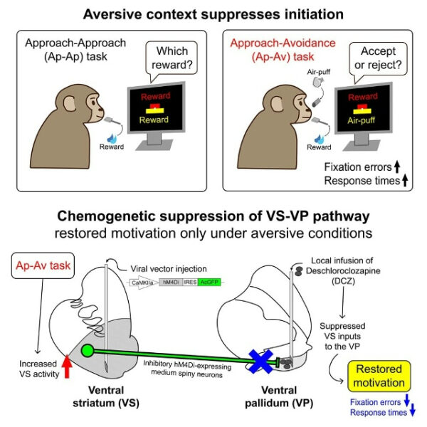 Изучение влияния контекста на мотивацию и поведенческие реакции у обезьян.